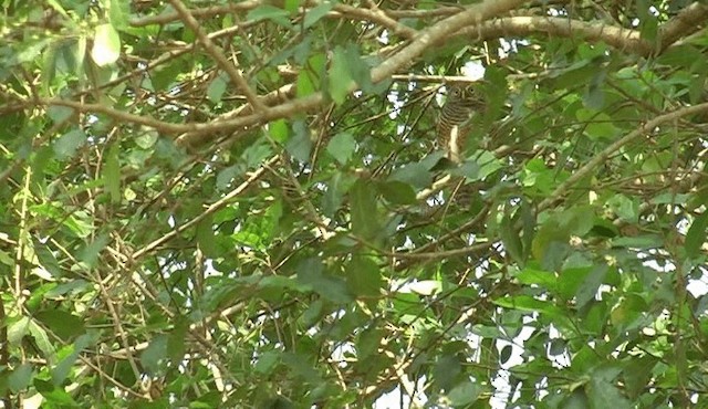 Asian Barred Owlet - ML201159071