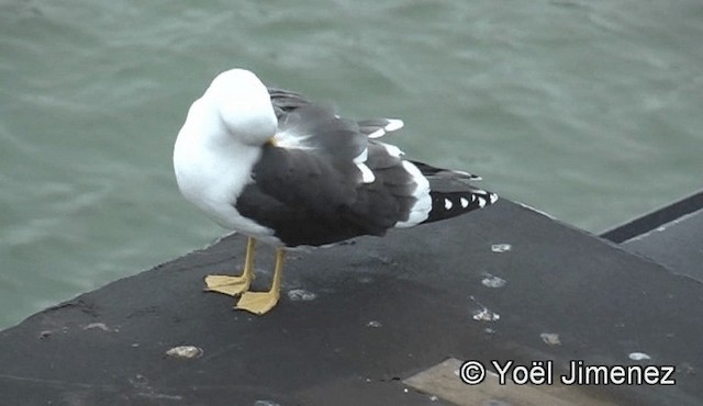 Lesser Black-backed Gull - ML201159081