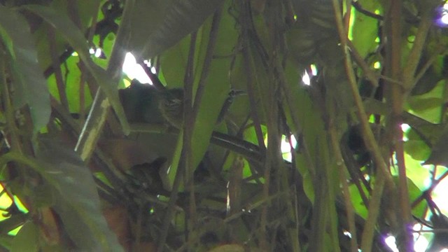 Spot-breasted Wren - ML201159461