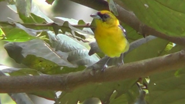 White-winged Tanager - ML201159471