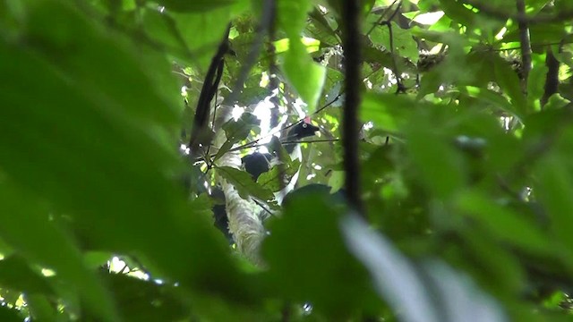 Horned Guan - ML201159501