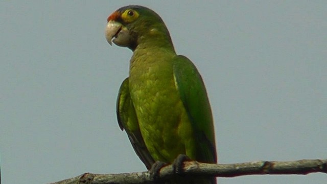 Turuncu Alınlı Papağan - ML201159521