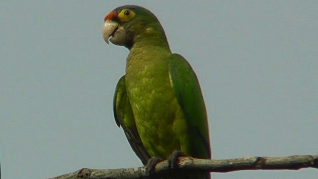 Aratinga Frentinaranja - ML201159521