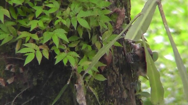 Rufous-naped Wren (Rufous-backed) - ML201159531