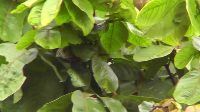 Band-backed Wren - ML201159571