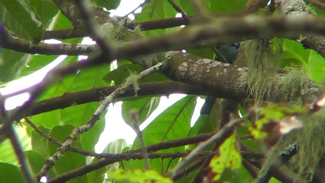 Azure-rumped Tanager - ML201159581