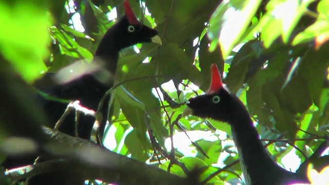 Horned Guan - ML201159591