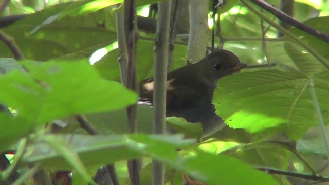 Orange-billed Nightingale-Thrush - ML201159611