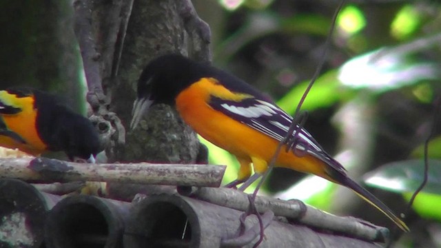 Baltimore Oriole - ML201159671