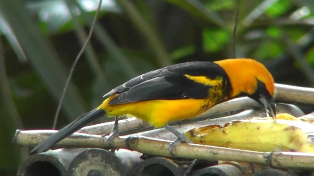 Oriole maculé - ML201159691