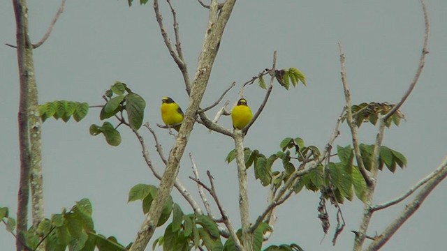 Yellow-throated Euphonia - ML201159711