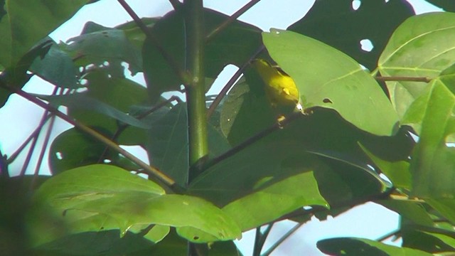 סבכון צהוב/סבכון מנגרובים - ML201159741