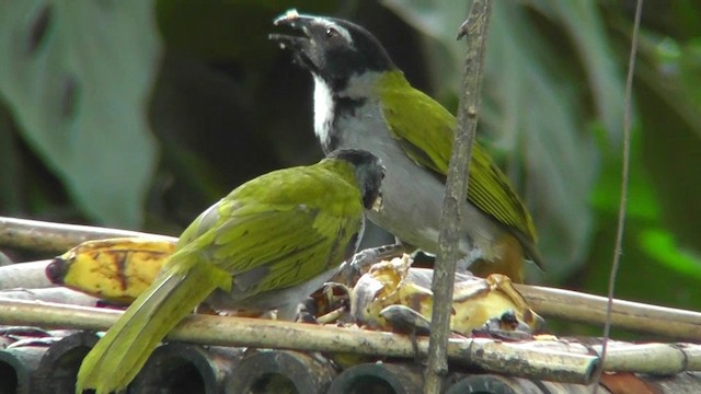 Black-headed Saltator - ML201159761