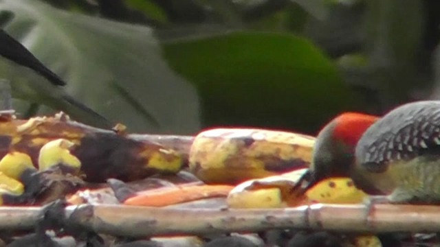 Golden-fronted Woodpecker - ML201159791