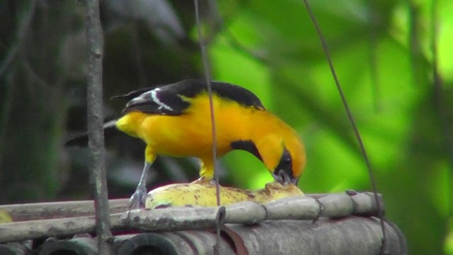 Oriole à gros bec - ML201159801