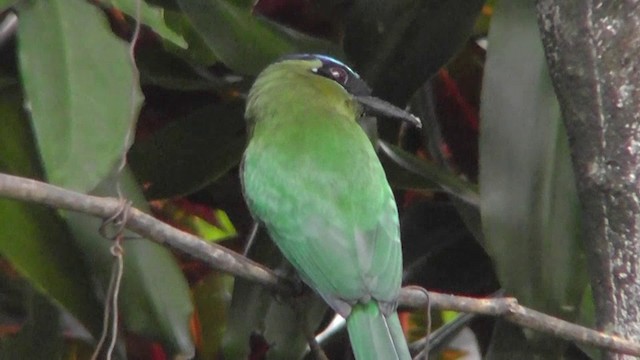 Lesson's Motmot - ML201159811