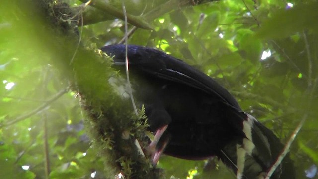 Horned Guan - ML201159851