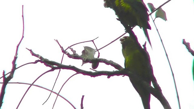 Orange-fronted Parakeet - ML201159861