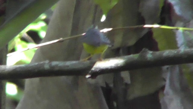 Golden-crowned Warbler (Stripe-crowned) - ML201159901