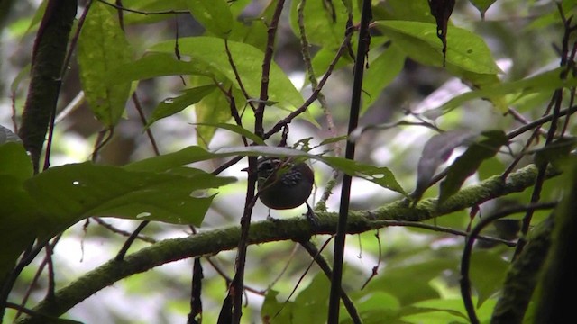 Gray-breasted Wood-Wren - ML201159911