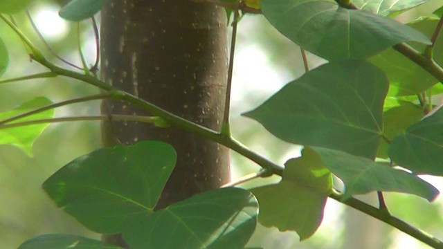 Gray-crowned Yellowthroat - ML201159931