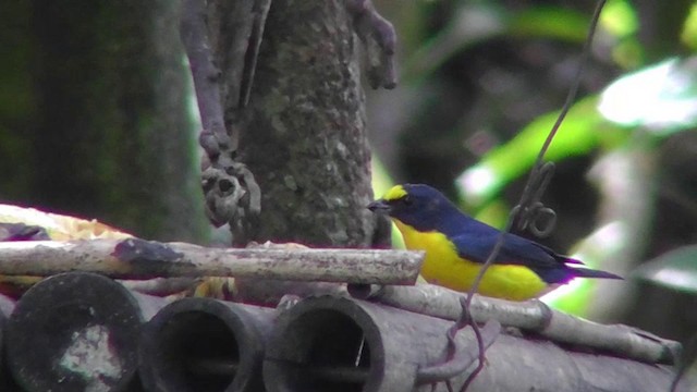 Yellow-throated Euphonia - ML201159941