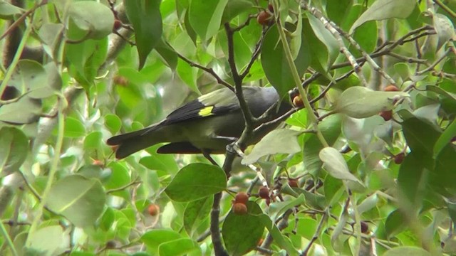 Tangara Aliamarilla - ML201159951