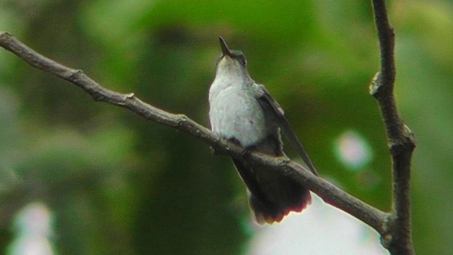 kolibřík helikóniový - ML201159961