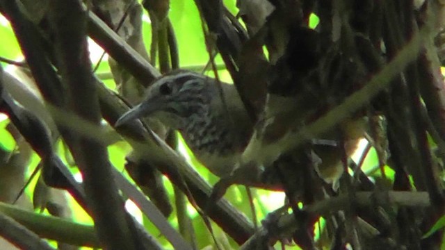 Spot-breasted Wren - ML201160021