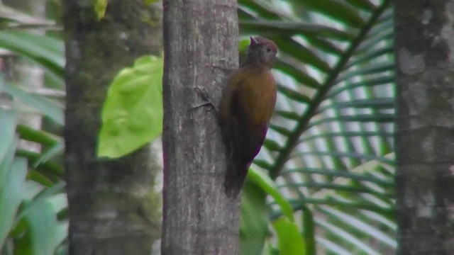 Carpintero Ahumado - ML201160051