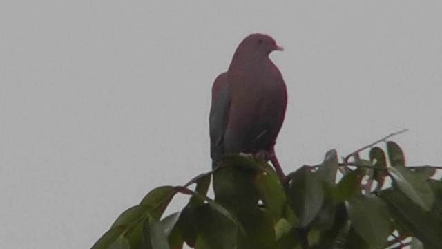 Pigeon à bec rouge - ML201160071