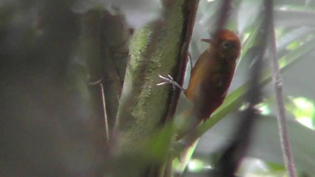 Ruddy Woodcreeper - ML201160081