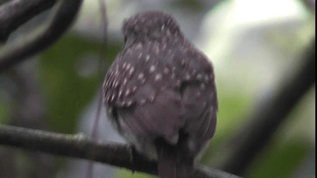 White-whiskered Puffbird - ML201160101