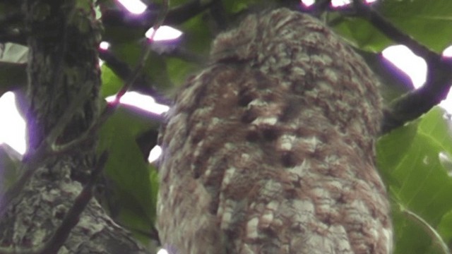 Great Potoo - ML201160161