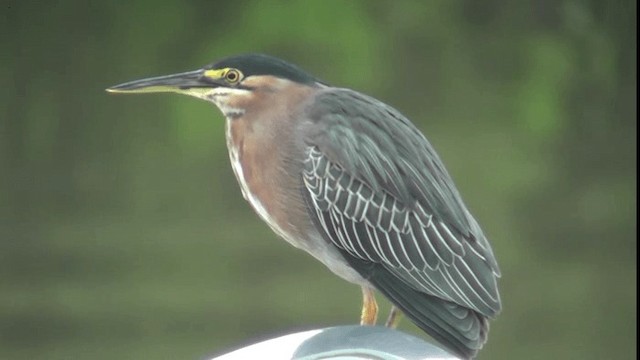 Green Heron (virescens/bahamensis) - ML201160181