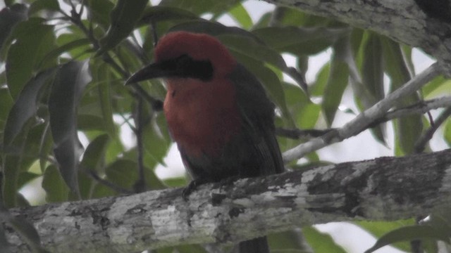 Rufous Motmot - ML201160201