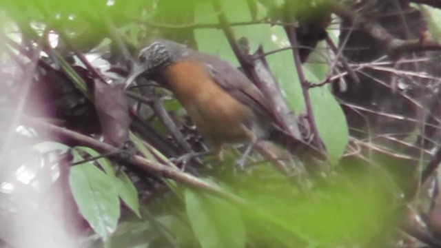 Rufous-breasted Wren - ML201160221