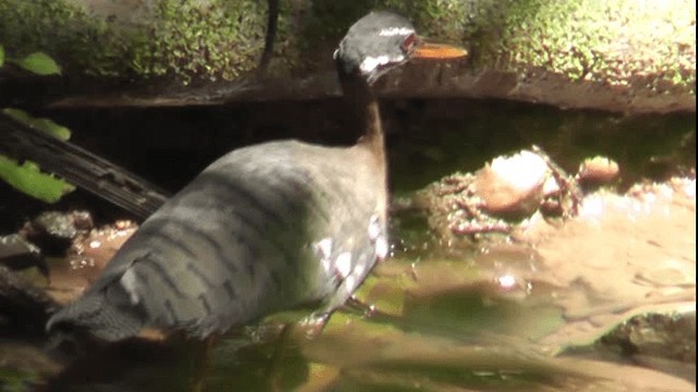 Sunbittern - ML201160241