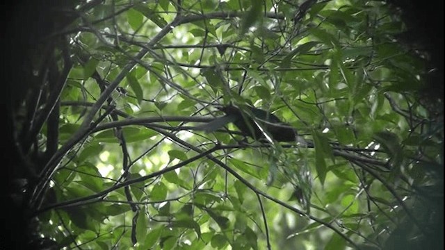 karmingumpkasik (microrhynchus) (ildgumpkasik) - ML201160251