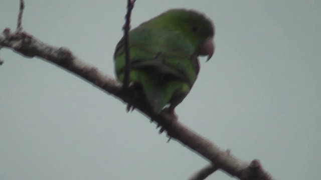 Orange-chinned Parakeet - ML201160301