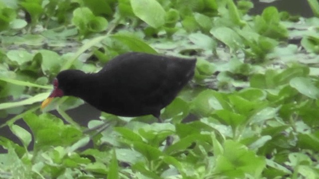 Wattled Jacana - ML201160401