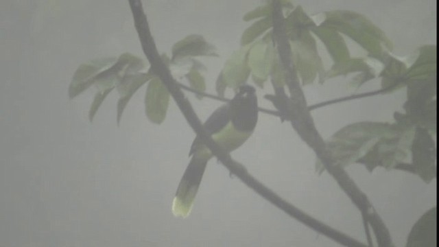 Black-chested Jay - ML201160431