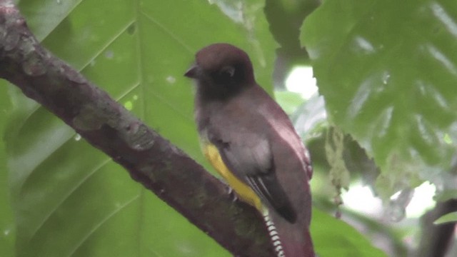 Kuzeyli Kara Gerdanlı Trogon - ML201160451