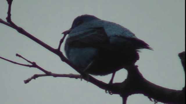 Cotinga Azul - ML201160461