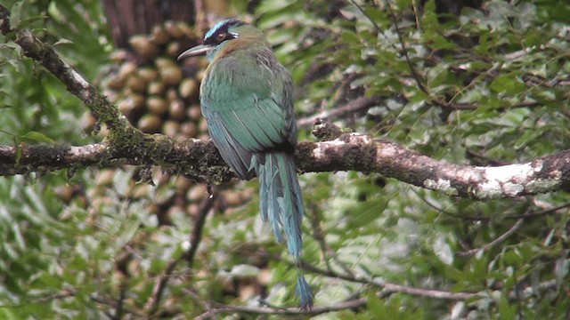 Lesson's Motmot - ML201160481