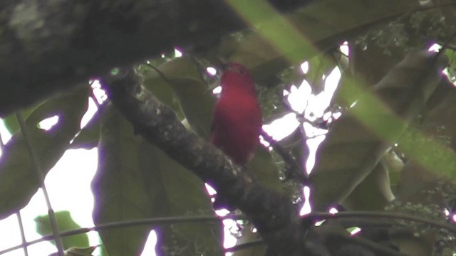 Summer Tanager - ML201160631