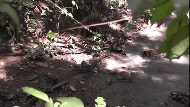 Sunbittern - ML201160651