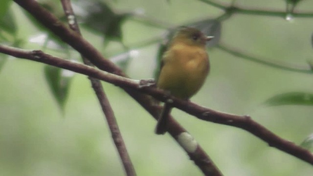 Tufted Flycatcher - ML201160711