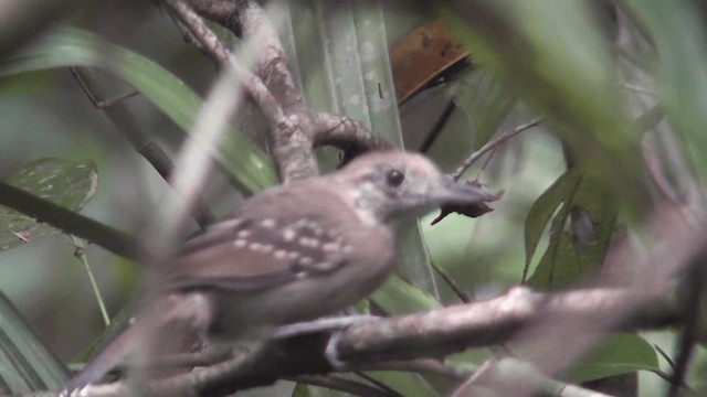 Black-crowned Antshrike - ML201160731