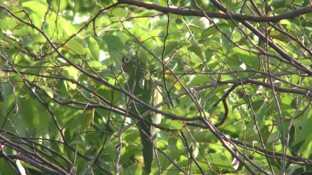 Blue-crowned Parakeet - ML201160741